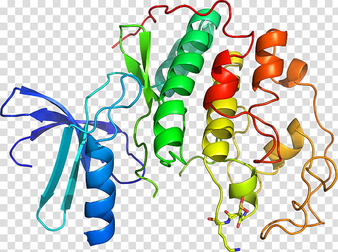 Cyclindependent Kinase 2 Line, Protein, Protein Kinase, Cell Cycle, Scf Complex, Ca2calmodulindependent Protein Kinase, Fbox Protein, Cyclindependent Kinase 1 transparent background PNG clipart