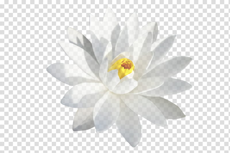 white flowering plant petal flower aquatic plant, Yellow, Sacred Lotus, Lotus Family transparent background PNG clipart