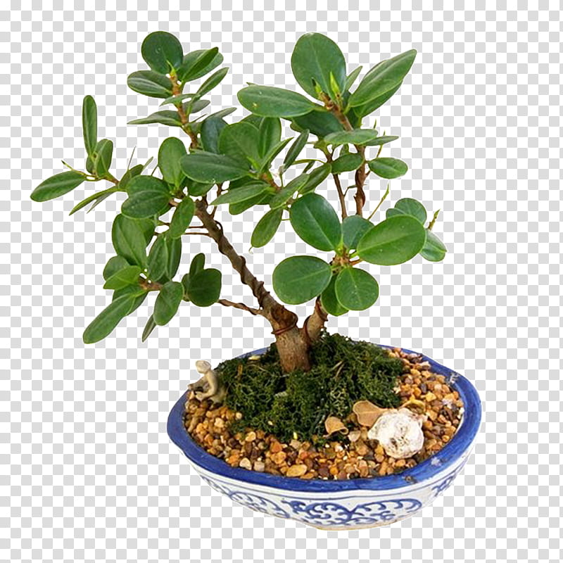 Banyan Tree, Bonsai, Chinese Sweet Plum, Flowerpot, Weeping Fig, Garden, Plants, Ornamental Plant transparent background PNG clipart