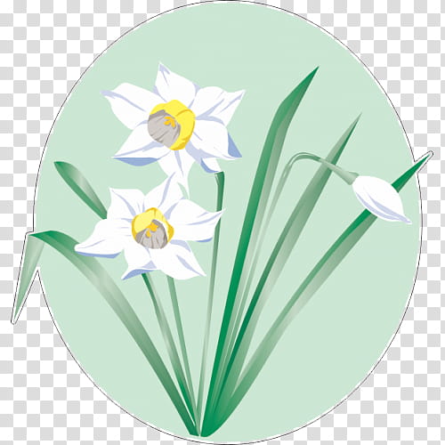 Floral Flower, Daffodil, Flower Bouquet, Floral Design, Plant Stem, cdr, Narcissus, Petal transparent background PNG clipart