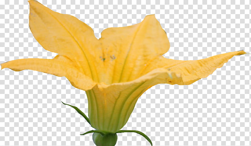 Pumpkin Blossom, yellow-petaled squash flower transparent background PNG clipart