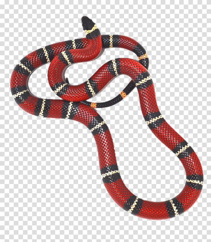 , red, black, and white striped snake transparent background PNG clipart