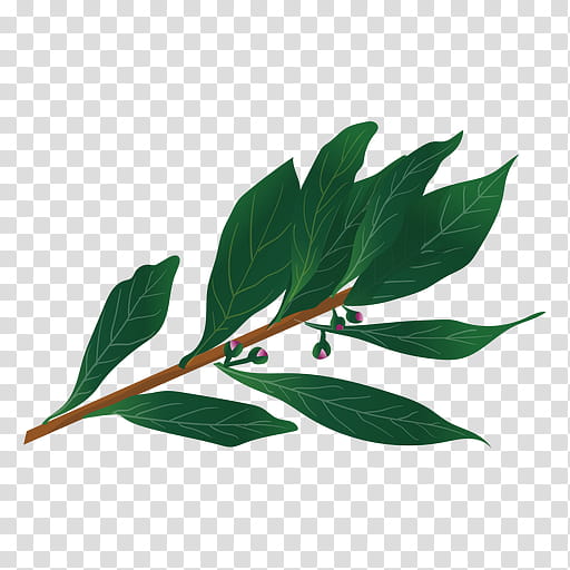 Family Tree, Bay Laurel, Bay Leaf, Herb, Plants, Branch, Laurel Wreath, Spice transparent background PNG clipart