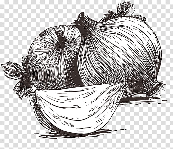 Garlic svg| garlic clipart|Garlic sublimation |Garlic sketch