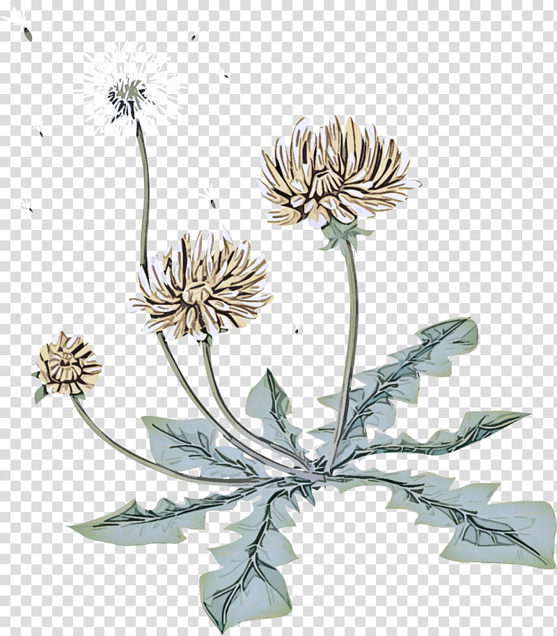 flowering plant flower plant globe thistle parsley family, Daisy Family, Wildflower, Heracleum Plant transparent background PNG clipart