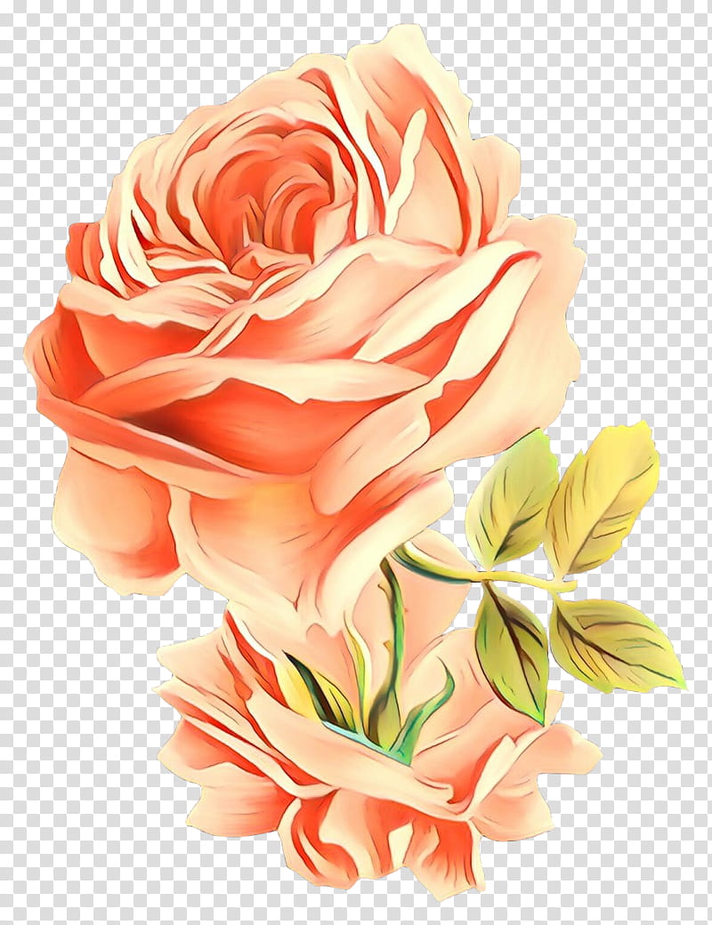 Garden roses, Cartoon, Flower, Petal, Pink, Cut Flowers, Orange, Peach transparent background PNG clipart