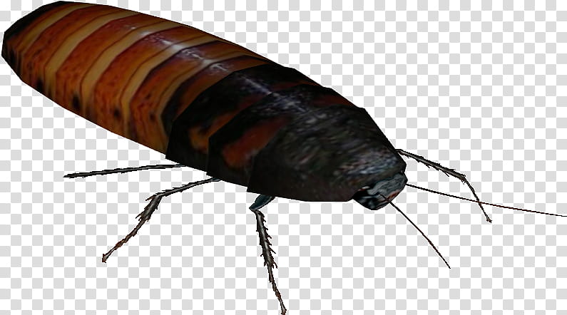 Creative, Cockroach, Madagascar Hissing Cockroach, Insect, Cartoon, Male, Hissing Cockroaches, Pest transparent background PNG clipart