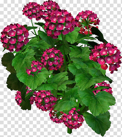 Pink Flower, Vervain, Petal, Blog, Common Sunflower, Annual Plant, Herbaceous Plant, Plants transparent background PNG clipart
