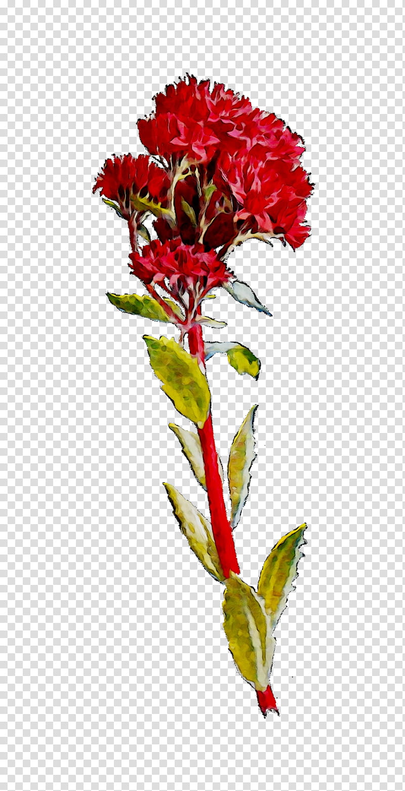 Floral Flower, Carnation, Floral Design, Cut Flowers, Plant Stem, Plants, Red, Prince Of Wales Feathers transparent background PNG clipart