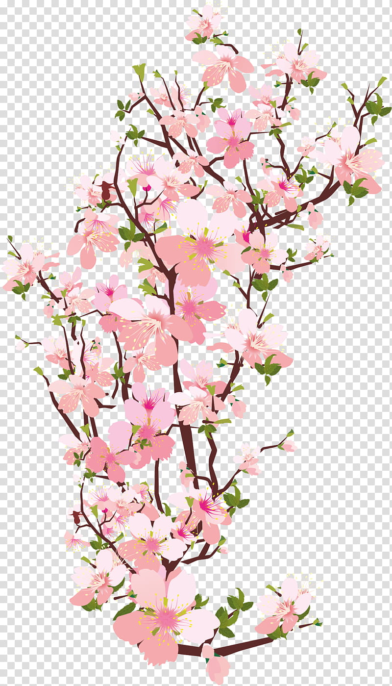 Cherry Blossom Tree, Flower, Branch, Floral Design, Plum Blossom, Pink Flowers, Peach Blossoms, Spring transparent background PNG clipart