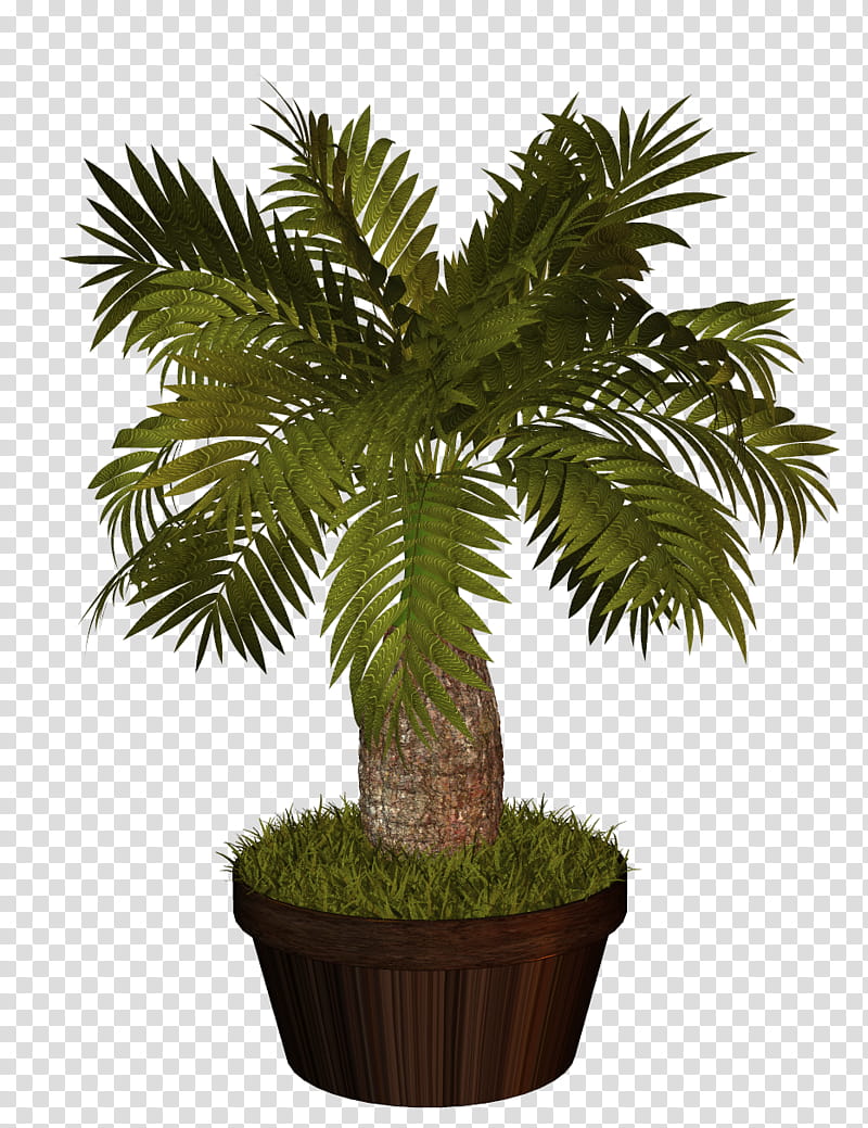 Date Tree Leaf, Palm Trees, Houseplant, Interior Design Services, Plants, Houseplant Care, Majestic Palm, Ornamental Plant transparent background PNG clipart