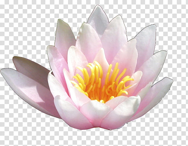 Flower s, pink and white water lily flower transparent background PNG clipart