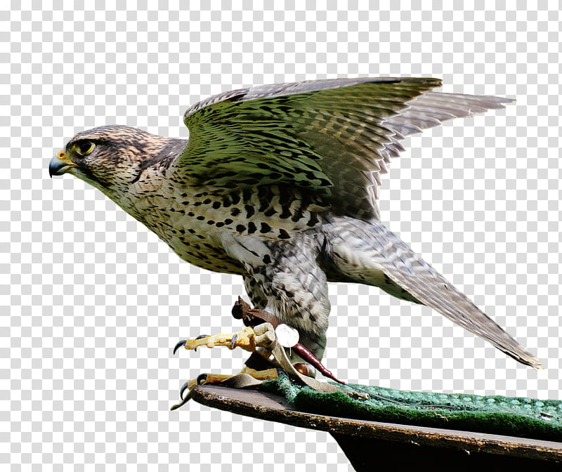 Sam Wilson, Bird, Falcon, Bird Of Prey, Merlin, Hawk, Drawing, Beak transparent background PNG clipart