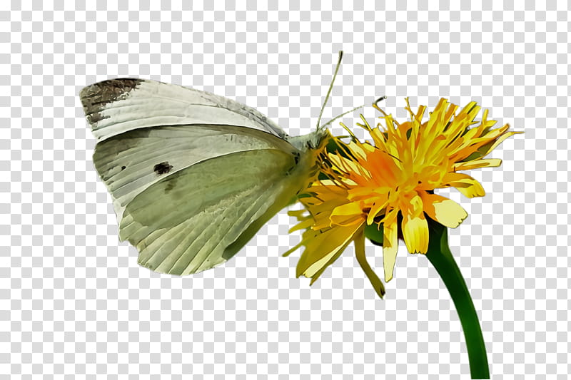 butterfly insect moths and butterflies cabbage butterfly colias, Watercolor, Paint, Wet Ink, Pollinator, Greenveined White, Flower, Plant transparent background PNG clipart