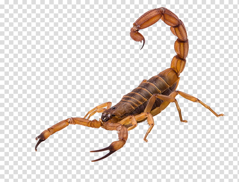 insect scorpion earwigs pest arachnid transparent background PNG clipart