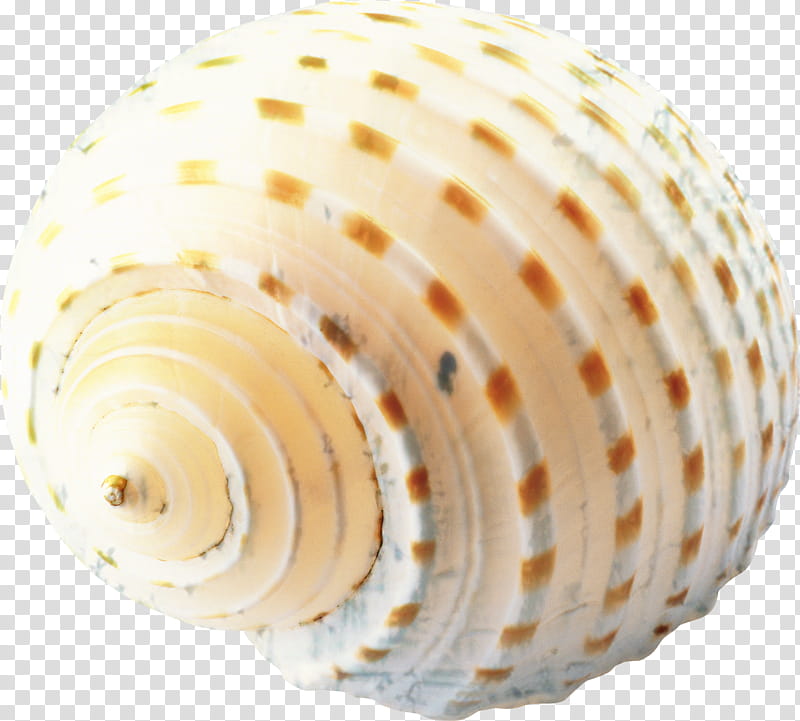 Snail, Seashell, Conch, Mollusc Shell, Sea Snail, Bivalve transparent background PNG clipart