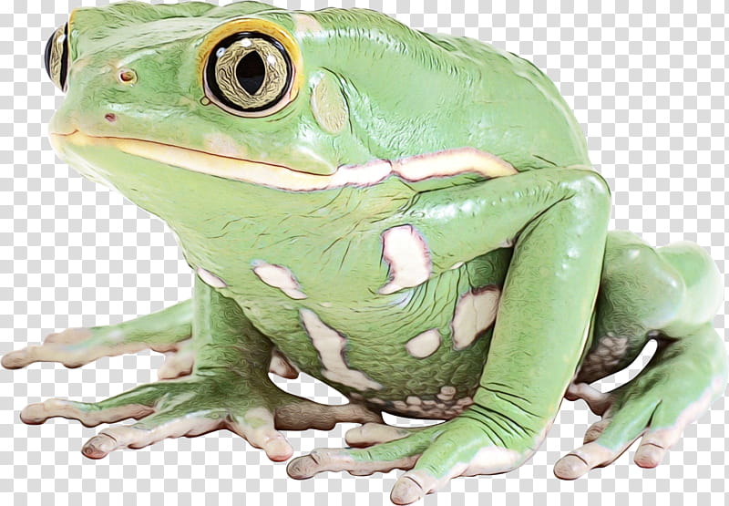 Frog, True Frog, Toad, Tree Frog, Reptile, Animal, Green, Shrub Frog transparent background PNG clipart