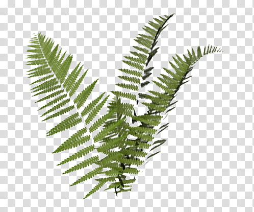 Nature s, green fern leaves illustration transparent background PNG clipart