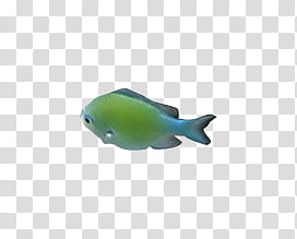 green fish illustration transparent background PNG clipart