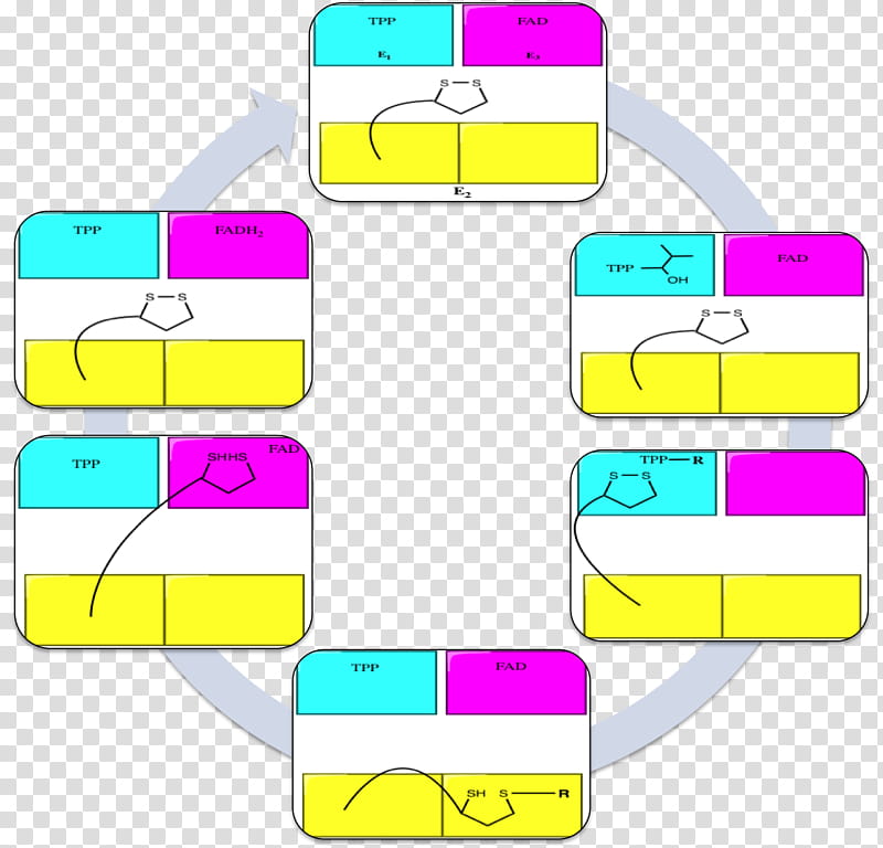 Pyruvate Dehydrogenase Complex Yellow, Pyruvic Acid, Keto Acid, Acyl Group, Oxoglutarate Dehydrogenase Complex, Enzyme, Alphaketoglutaric Acid, Acetylcoa transparent background PNG clipart