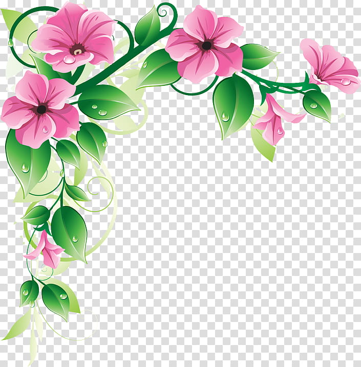 flower petal pink plant, Flowering Plant, Impatiens, Morning Glory, Cut Flowers transparent background PNG clipart