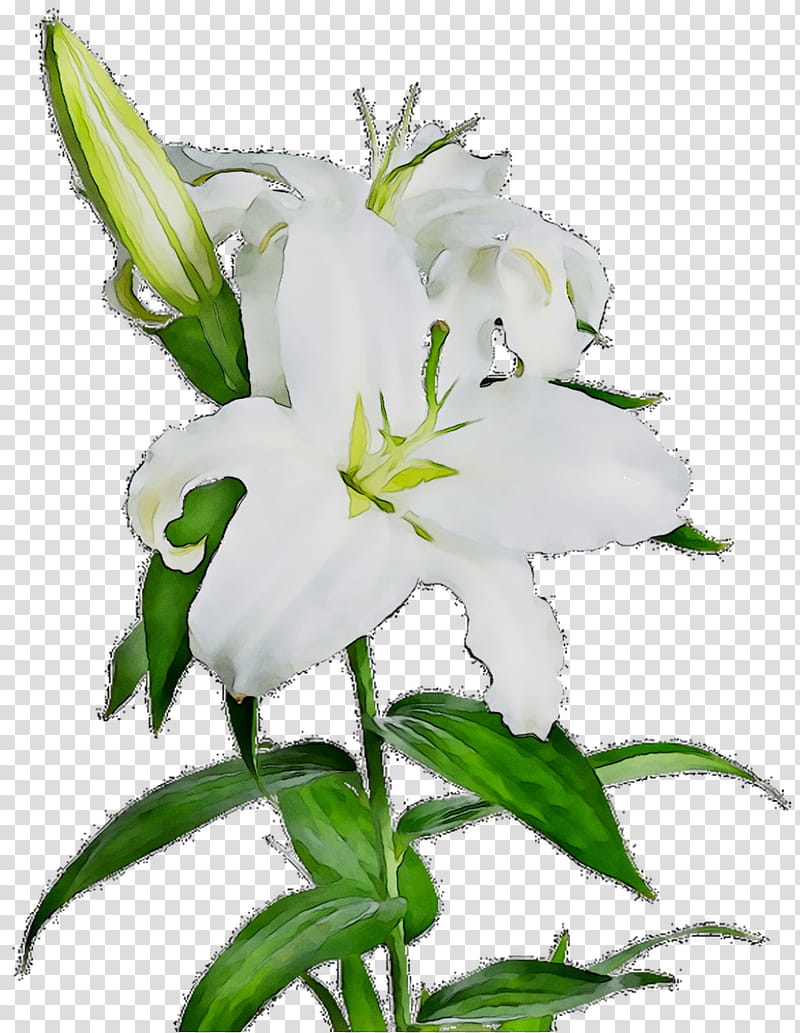 White Lily Flower, Plant Stem, Daylily, Plants, Lily M, Petal, Stargazer Lily, Bellflower Family transparent background PNG clipart