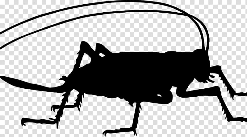 Cricket Insect, Silhouette, Grasshopper, Weevil, Line, Beetle, Line Art, Ground Beetle transparent background PNG clipart