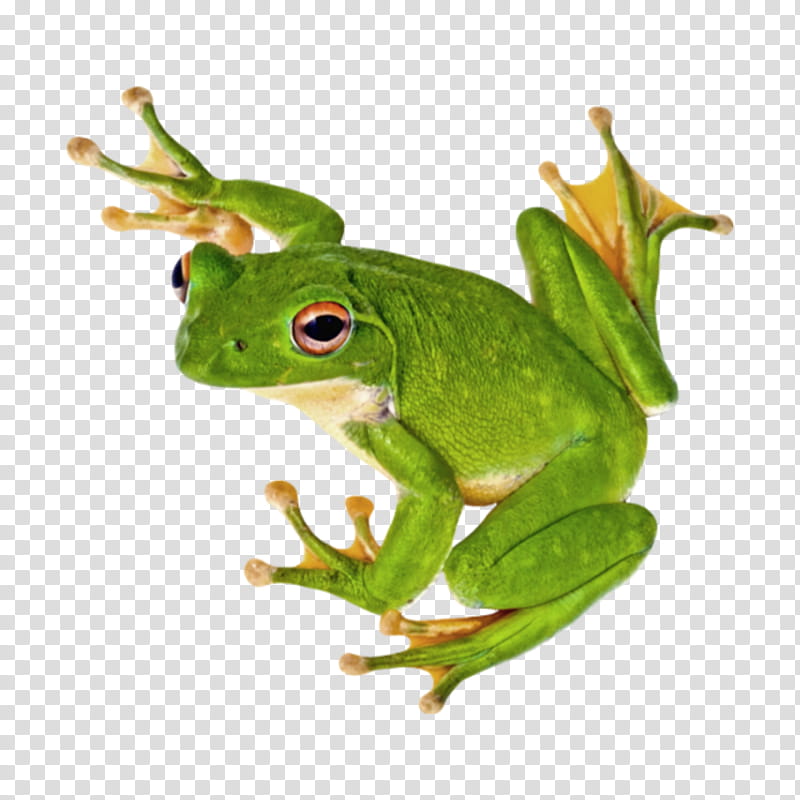 Frog, Tree Frog, Poison Dart Frog, Phyllomedusinae, Lithobates Clamitans, grapher, Toad transparent background PNG clipart