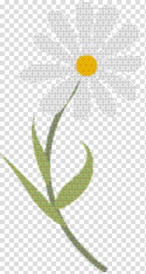 Plants, Oxeye Daisy, Petal, Plant Stem, Mayweed, Chamomile, Flower, Camomile transparent background PNG clipart