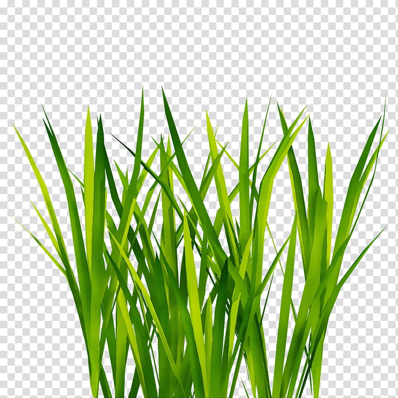 Drawing Of Family, Lawn, Sweet Grass, Bellsprout, Wheatgrass, Computer, Weepinbell, Plant transparent background PNG clipart