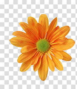 collection, yellow daisy flower in bloom illustration transparent background PNG clipart