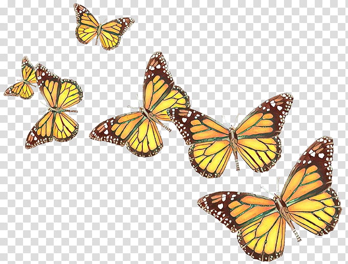 Monarch butterfly, Cartoon, Moths And Butterflies, Cynthia Subgenus, Insect, Viceroy Butterfly, Brushfooted Butterfly, Pollinator transparent background PNG clipart