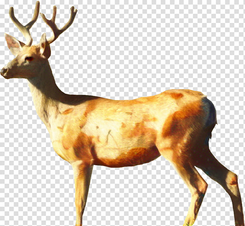 Reindeer, Whitetailed Deer, Roe Deer, Red Deer, Fallow Deer, Chital, Antler, Drawing transparent background PNG clipart