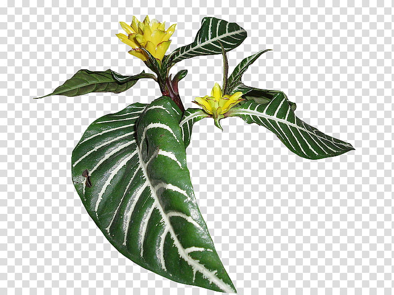 , yellow petaled flowers and green striped leaf transparent background PNG clipart