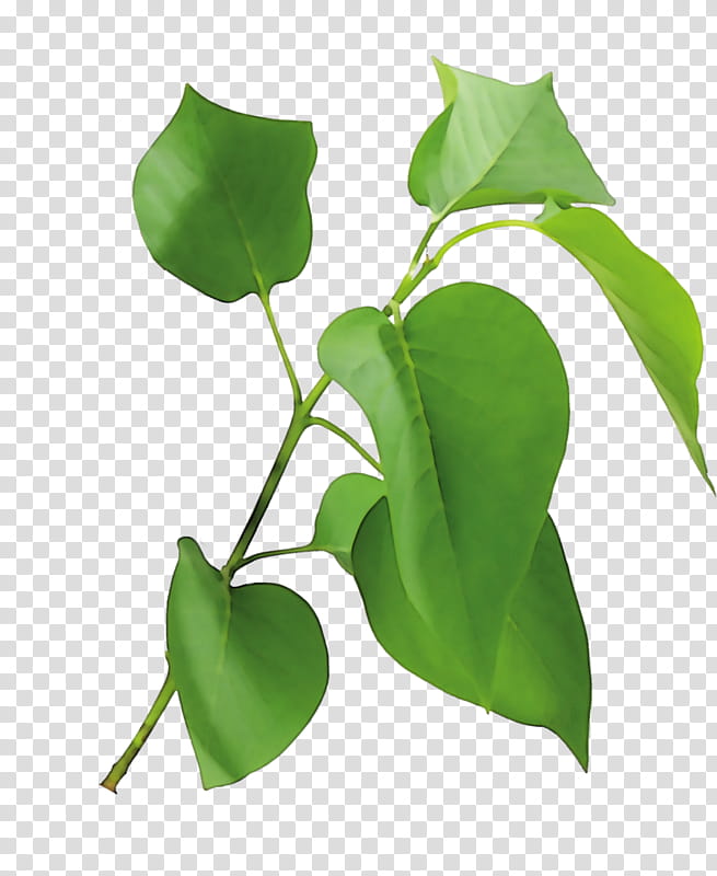 Green Leaf, Lilac, Flower, Plants, Desktop Metaphor, Tulip, Plant Stem, Alismatales transparent background PNG clipart