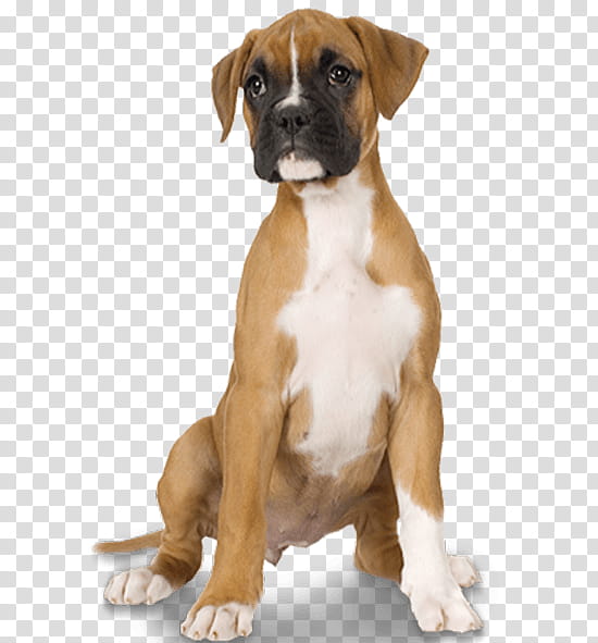 Golden Retriever, Boxer, Valley Bulldog, Puppy, Labrador Retriever, Breed, Pet, Companion Dog transparent background PNG clipart