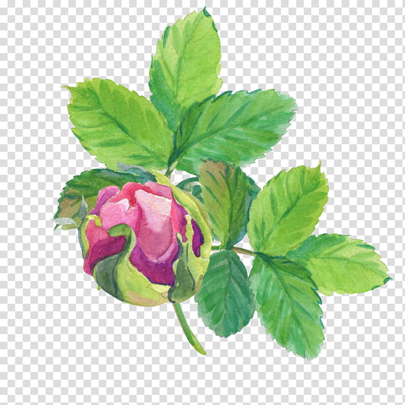 Watercolor Floral, Rose, Watercolor Painting, Leaf, Flower, Art, I, Royaltyfree transparent background PNG clipart