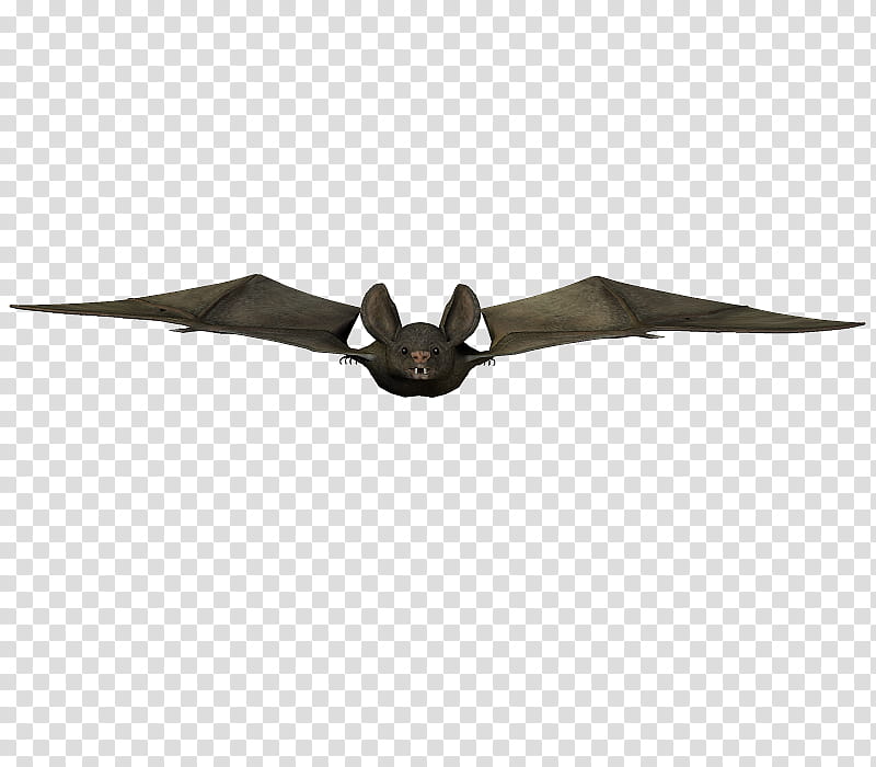 E S Bats , black bat illustration transparent background PNG clipart