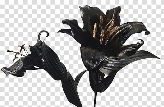 Slytherin, two black flowers transparent background PNG clipart