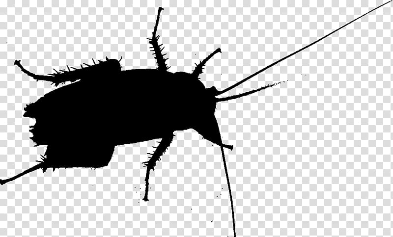 Cockroach, Beetle, Silhouette, Membrane, Insect, Pest, Ground Beetle, Oriental Cockroach transparent background PNG clipart