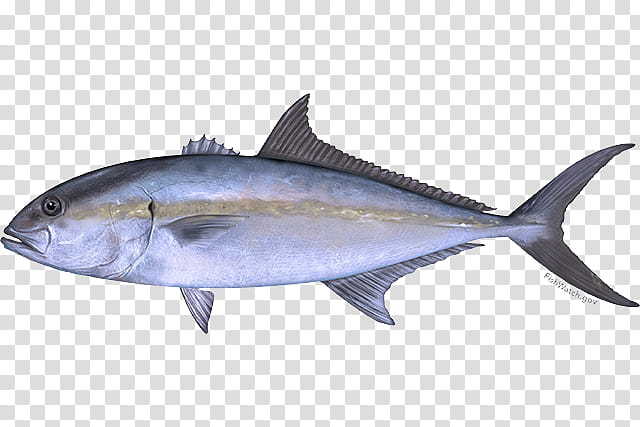 fish fish fin thunnus atlantic bluefin tuna, Albacore Fish, Scombridae, Mouth, Fish Products transparent background PNG clipart