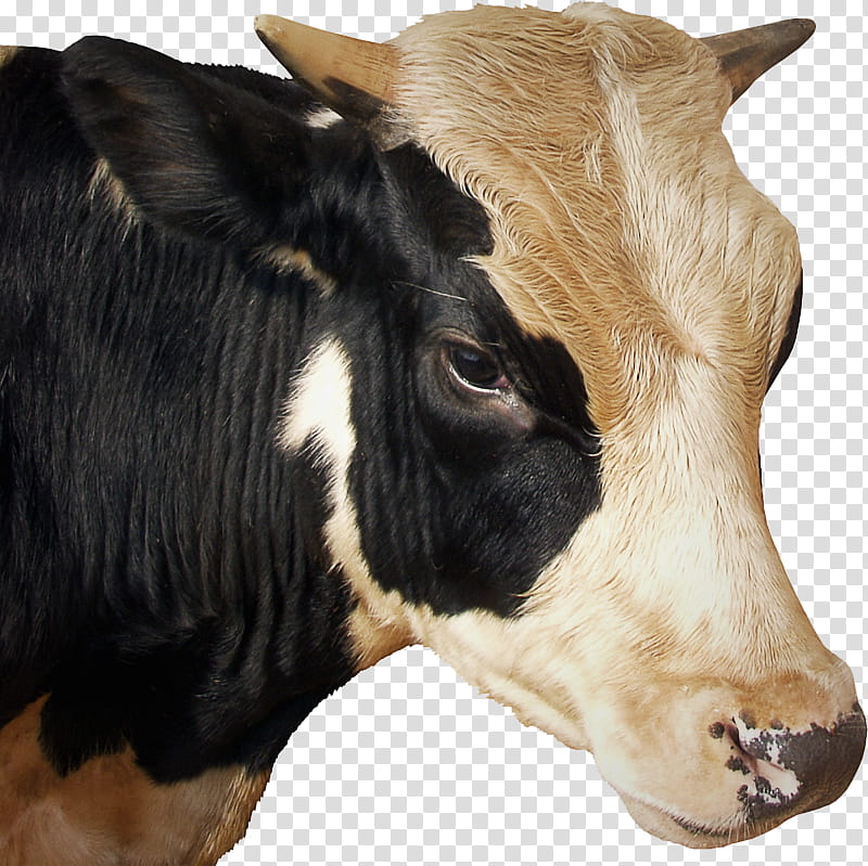 bovine bull head horn live, Live, Cowgoat Family, Dairy Cow, Snout, Calf transparent background PNG clipart