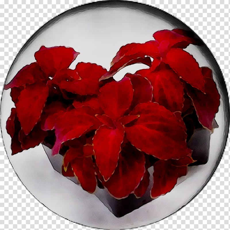 Red Flower, Begonia, Pnk, Petal, Plant, Plate, Impatiens, Geranium transparent background PNG clipart