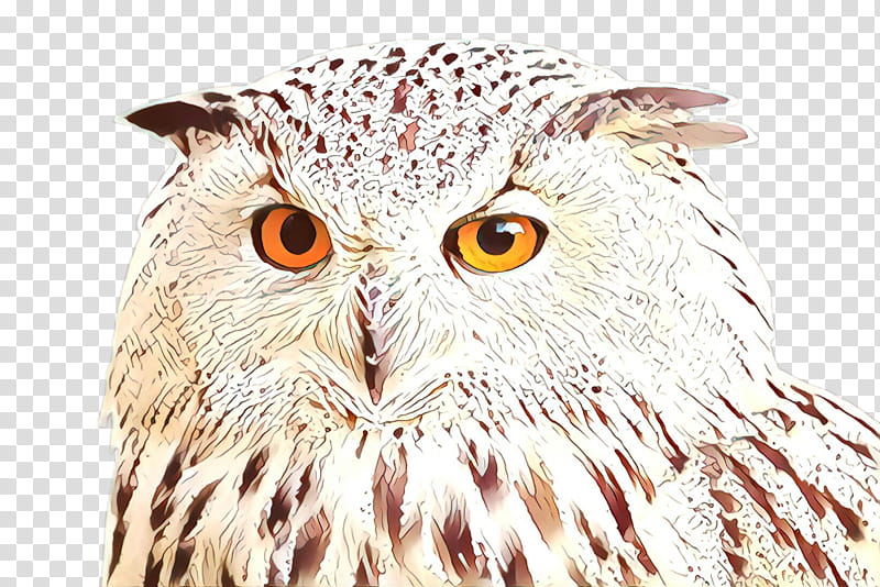 owl bird bird of prey beak eastern screech owl, Wildlife, Closeup, Falconiformes, Snowy Owl transparent background PNG clipart