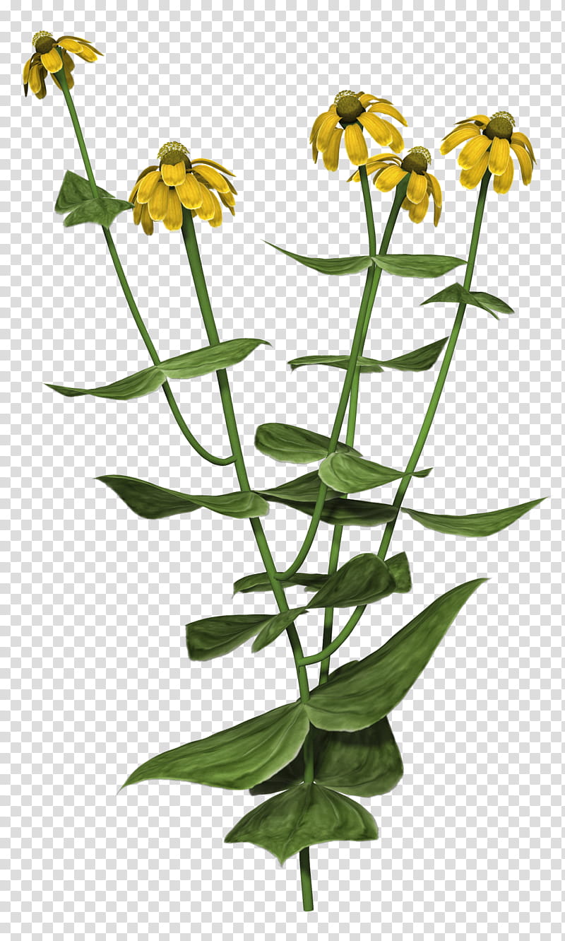 Zinnia, yellow petaled flowers transparent background PNG clipart