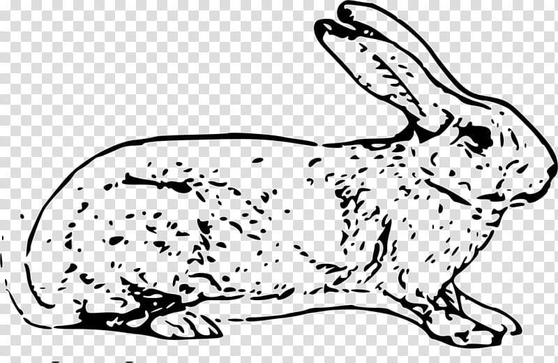 Easter Bunny, Hare, Rabbit, Rabbit Rabbit Rabbit, Angora Rabbit, Leporids, Rabbits And Hares, Mountain Cottontail transparent background PNG clipart