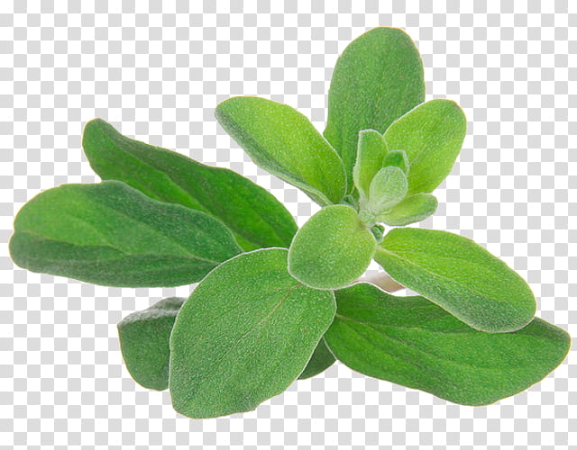 Green Leaf, Essential Oil, Aromatherapy, Marjoram, Herb, DoTerra, Odor, Coconut Oil transparent background PNG clipart