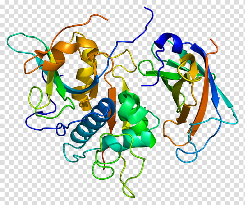 Cathepsin C Text, Cathepsin B, Cathepsin D, Protease, Dipeptidylpeptidase I, Cysteine Protease, Dipeptidyl Peptidase, Aspartic Protease transparent background PNG clipart