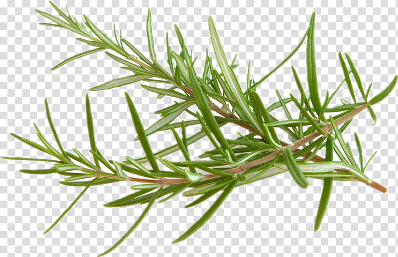 Flower White, Rosemary, Food, Herb, Peppermint, Raw Foodism, Spice Mix, Infusion transparent background PNG clipart