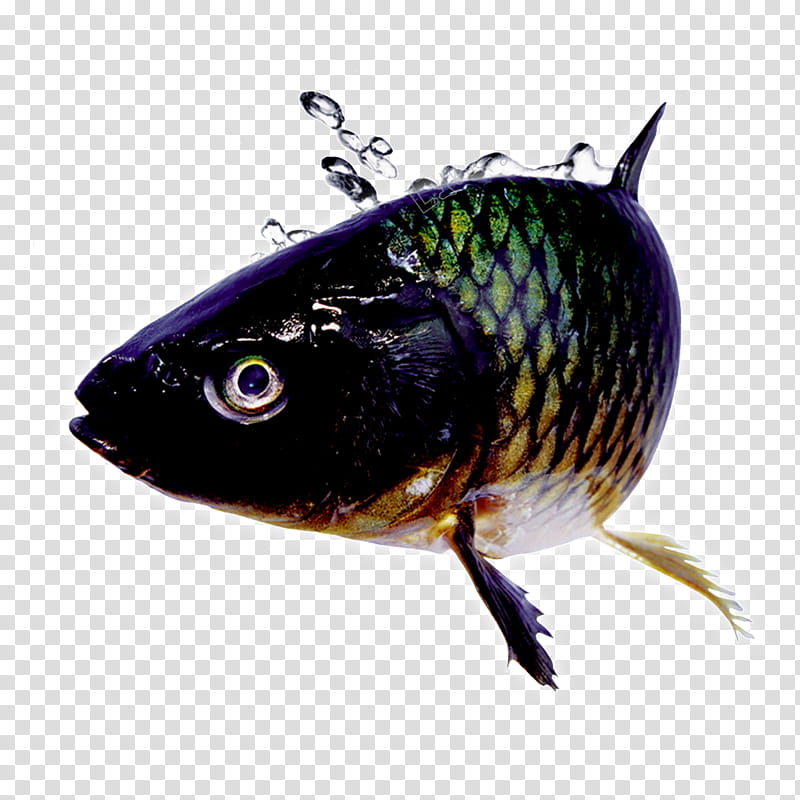 Cartoon Grass, Koi, Goldfish, Grass Carp, Bighead Carp, Silver Carp, Black Carp, Flatfish transparent background PNG clipart